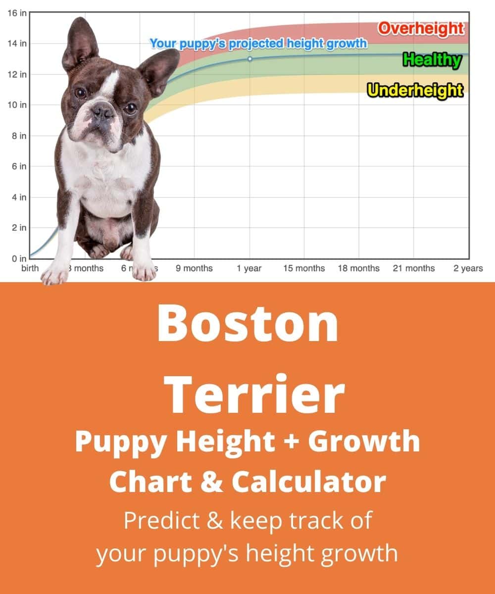 Boston Terrier Height+Growth Chart How Tall Will My Boston Terrier